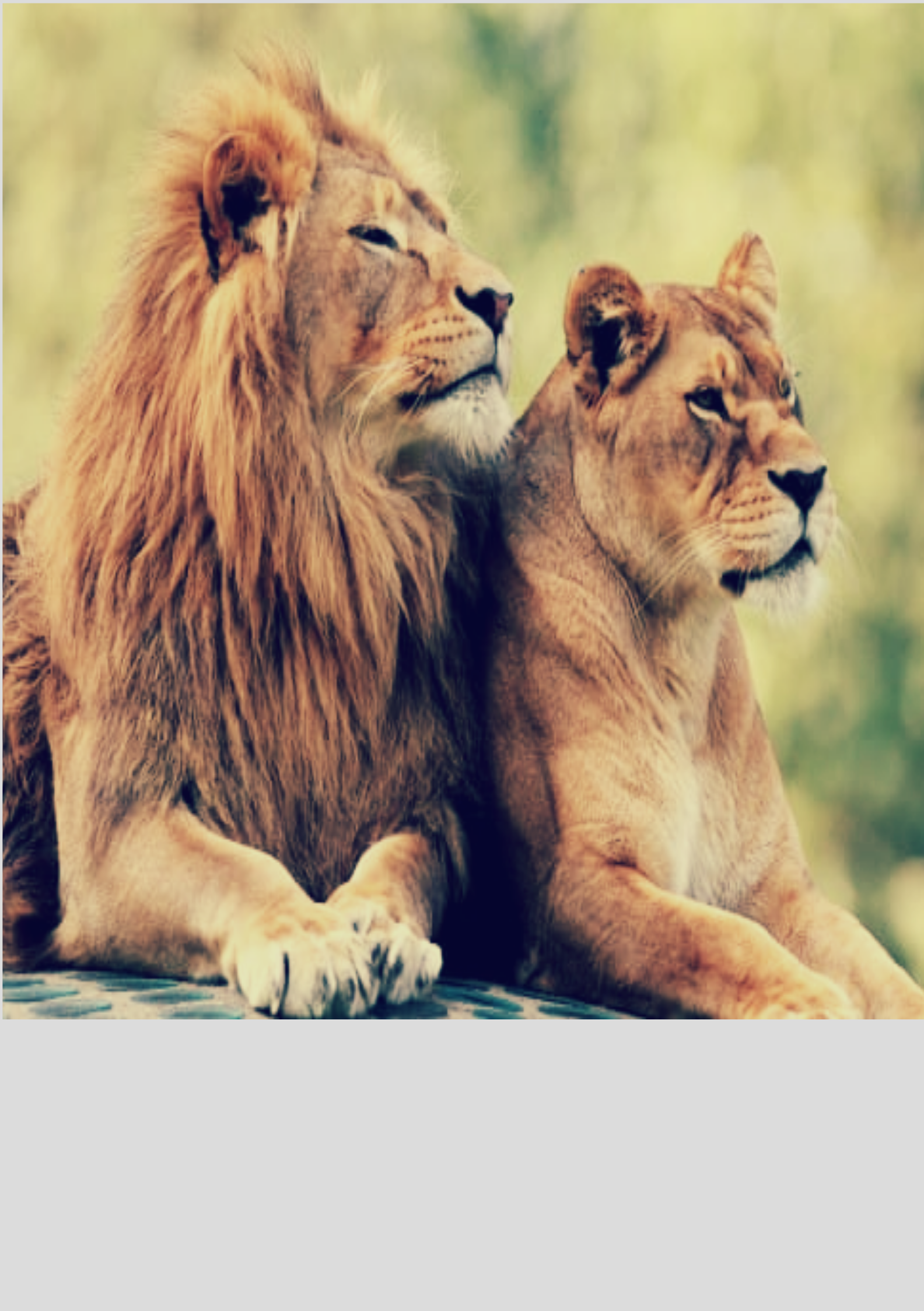 Nome do produto: family lion