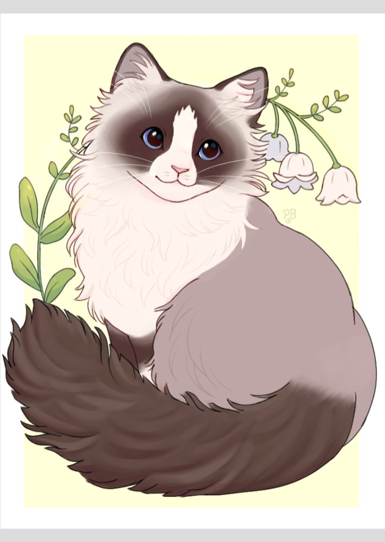Nome do produto: Poster Gatinho Ragdoll