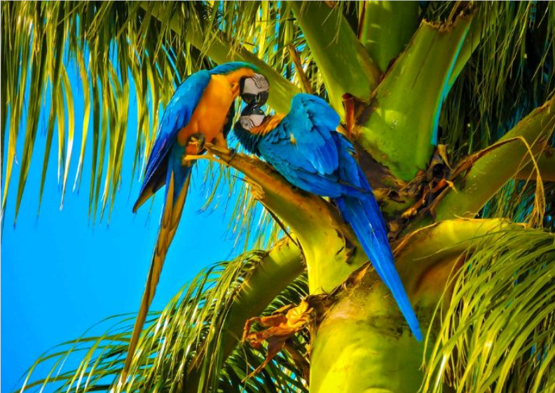 Nome do produto: Araras