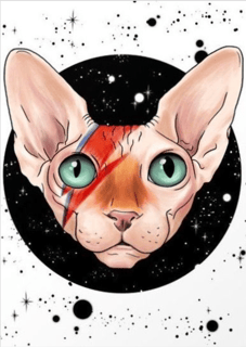CAT BOWIE