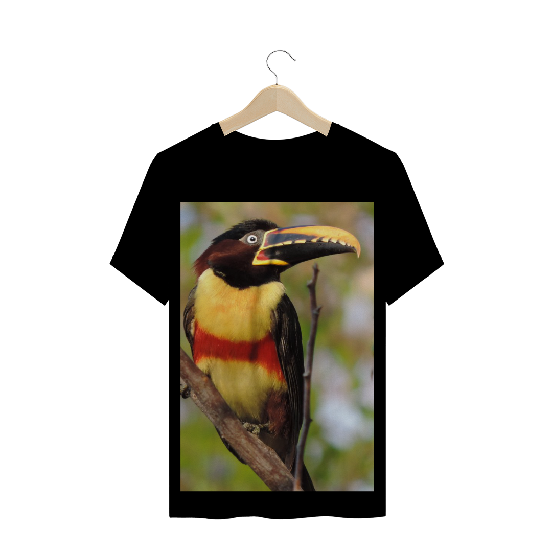 Nome do produto: ARAÇARI CASTANHO (Pteroglossus castanotis) - AVE